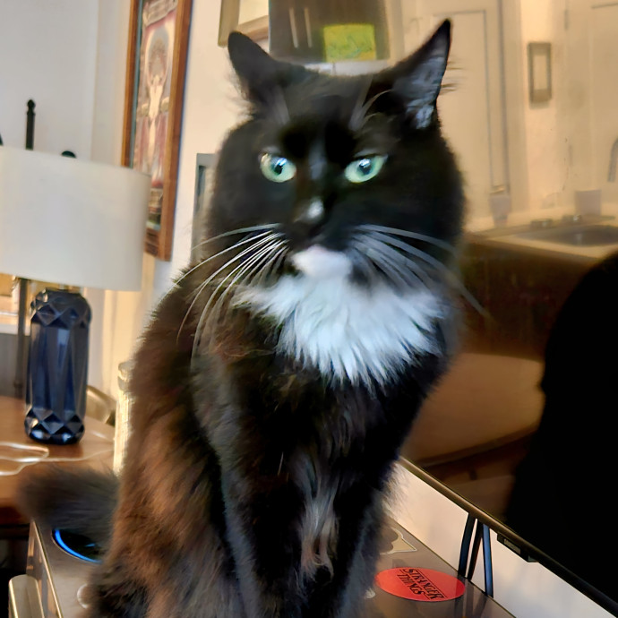 Blue Ribbon Cat Sitter Of Queen City