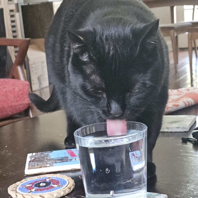 Blue Ribbon Cat Sitter Of Queen City