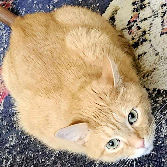 Blue Ribbon Cat Sitter Of Queen City