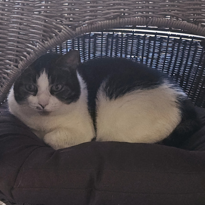 Blue Ribbon Cat Sitter Of Queen City