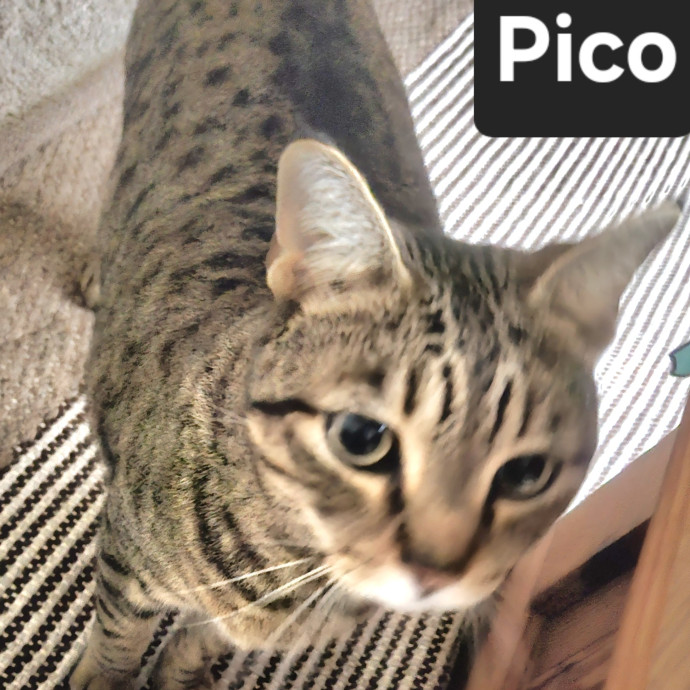 Blue Ribbon Cat Sitter Of Queen City
