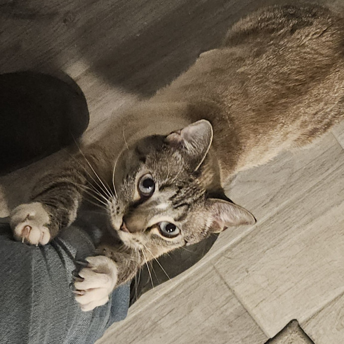 Blue Ribbon Cat Sitter Of Queen City