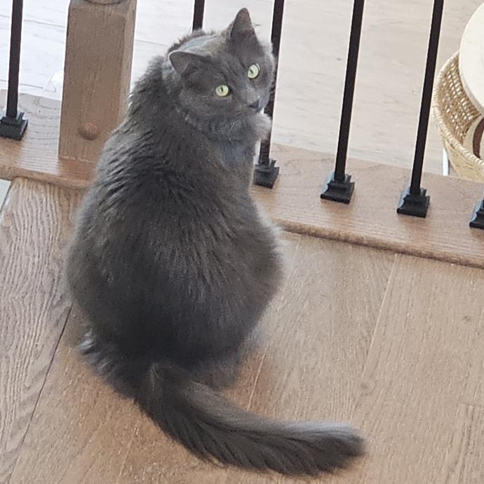 Blue Ribbon Cat Sitter Of Queen City