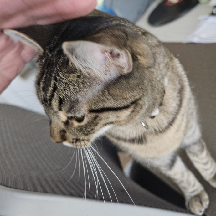 Blue Ribbon Cat Sitter Of Queen City