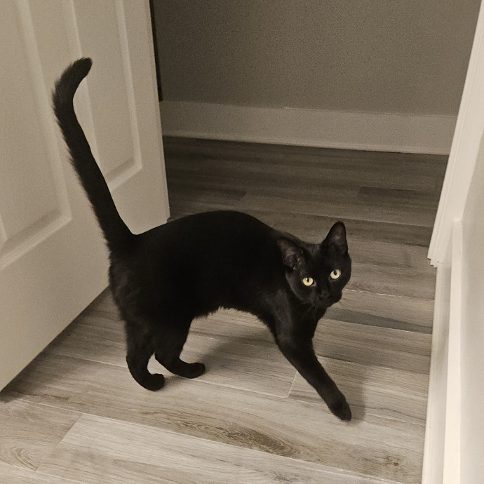 Blue Ribbon Cat Sitter Of Queen City