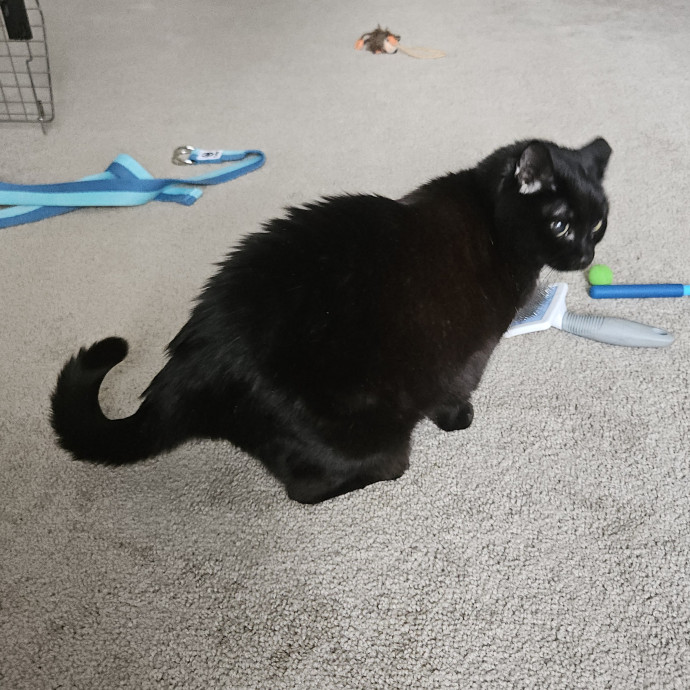 Blue Ribbon Cat Sitter Of Queen City