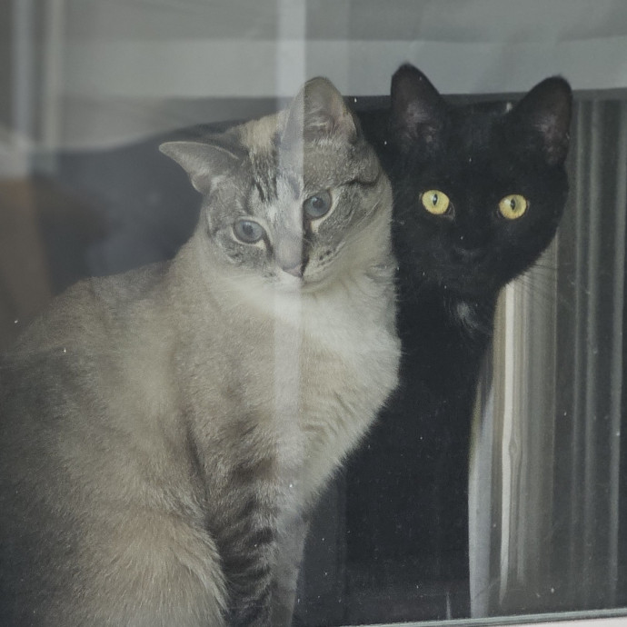 Blue Ribbon Cat Sitter Of Queen City