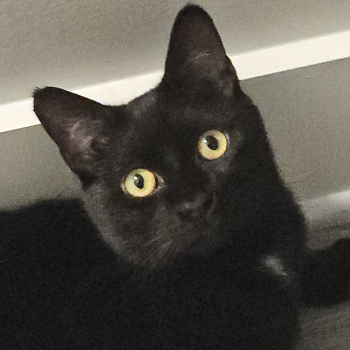 Blue Ribbon Cat Sitter Of Queen City