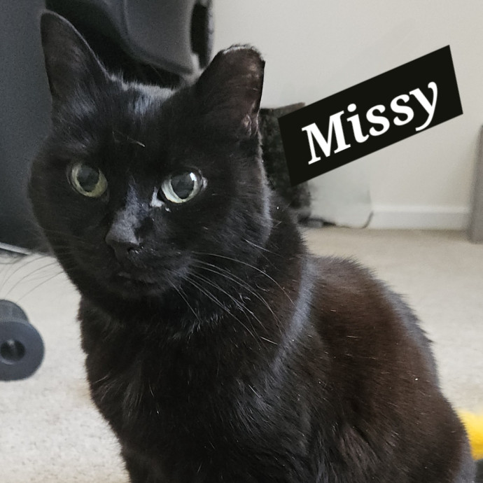 Blue Ribbon Cat Sitter Of Queen City