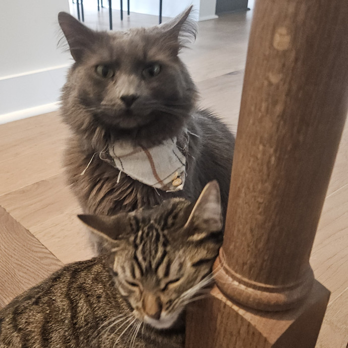 Blue Ribbon Cat Sitter Of Queen City