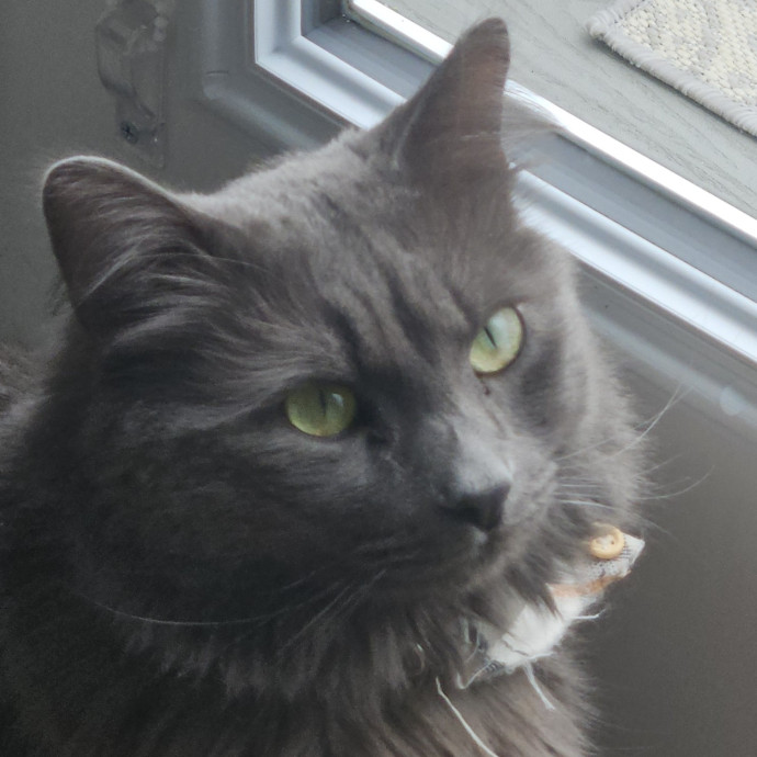 Blue Ribbon Cat Sitter Of Queen City