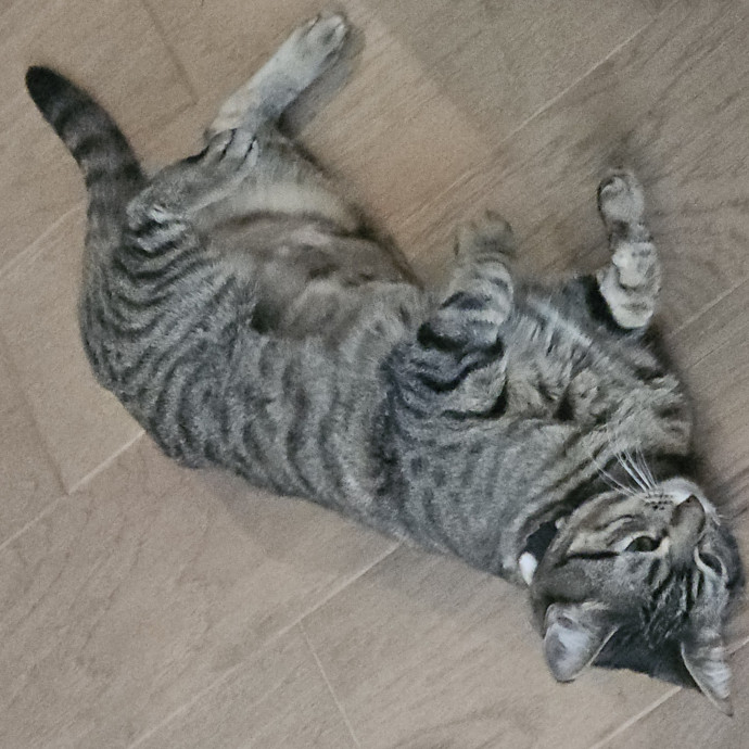 Blue Ribbon Cat Sitter Of Queen City