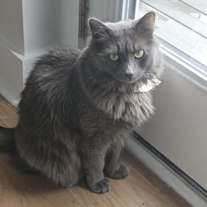 Blue Ribbon Cat Sitter Of Queen City