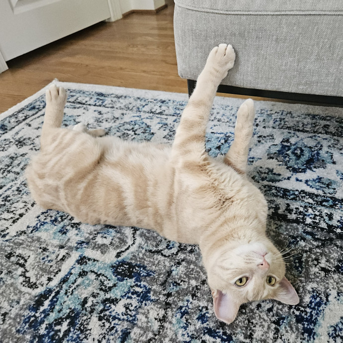 Blue Ribbon Cat Sitter Of Queen City