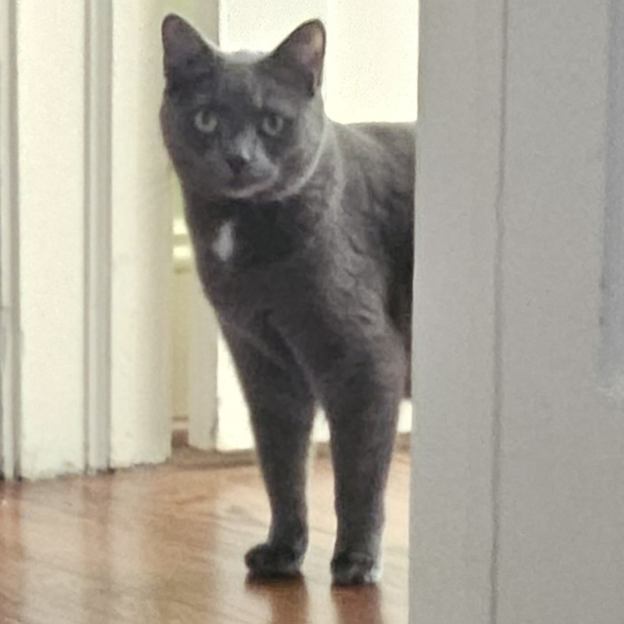 Blue Ribbon Cat Sitter Of Queen City