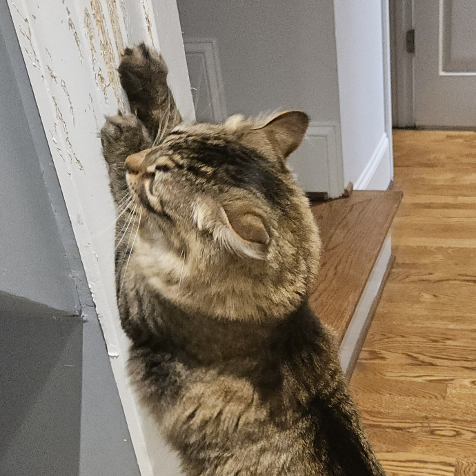Blue Ribbon Cat Sitter Of Queen City
