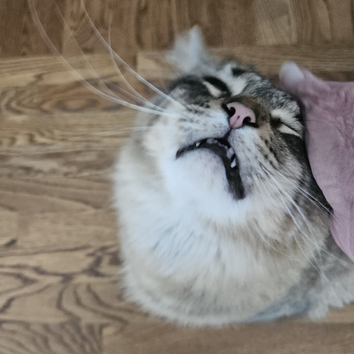 Blue Ribbon Cat Sitter Of Queen City