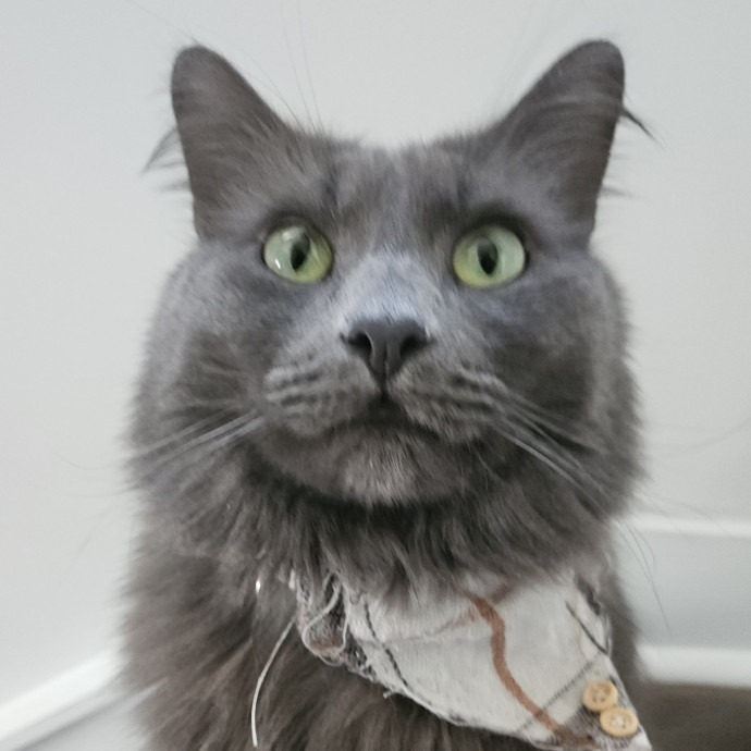 Blue Ribbon Cat Sitter Of Queen City