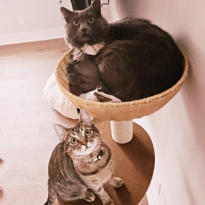 Blue Ribbon Cat Sitter Of Queen City