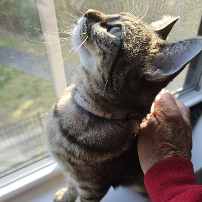 Blue Ribbon Cat Sitter Of Queen City