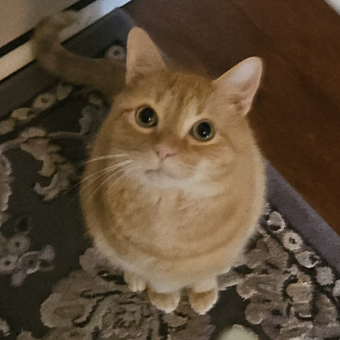 Blue Ribbon Cat Sitter Of Queen City