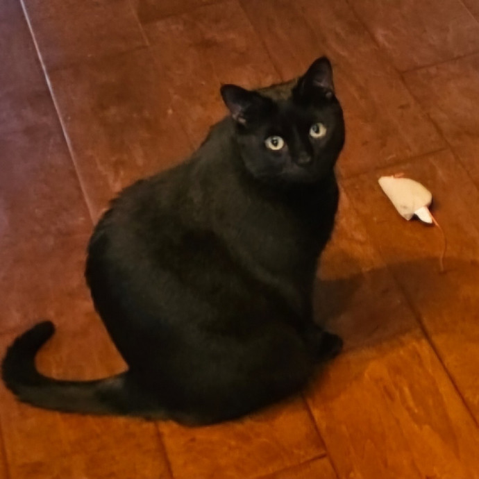 Blue Ribbon Cat Sitter Of Queen City