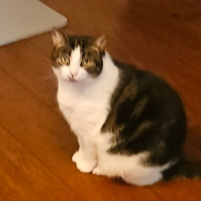 Blue Ribbon Cat Sitter Of Queen City