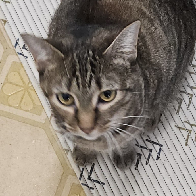 Blue Ribbon Cat Sitter Of Queen City