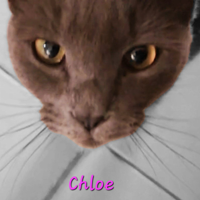 Blue Ribbon Cat Sitter Of Queen City