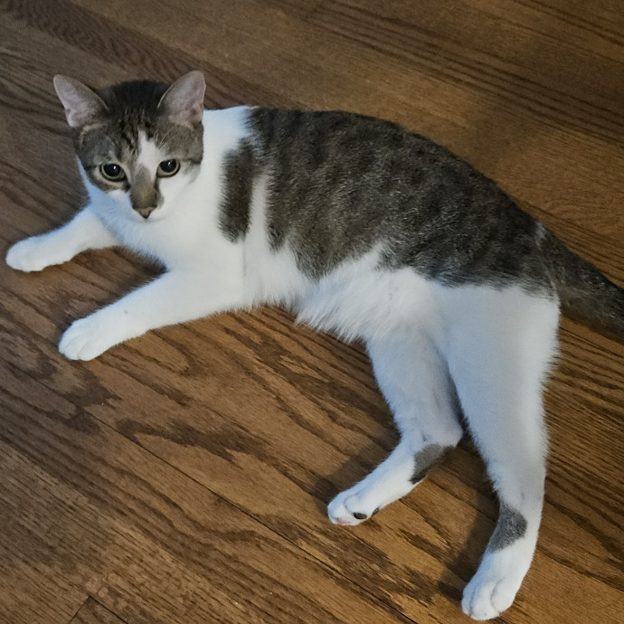 Blue Ribbon Cat Sitter Of Queen City