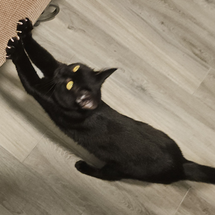 Blue Ribbon Cat Sitter Of Queen City