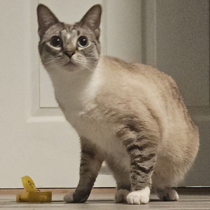 Blue Ribbon Cat Sitter Of Queen City