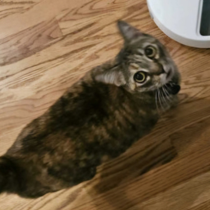 Blue Ribbon Cat Sitter Of Queen City