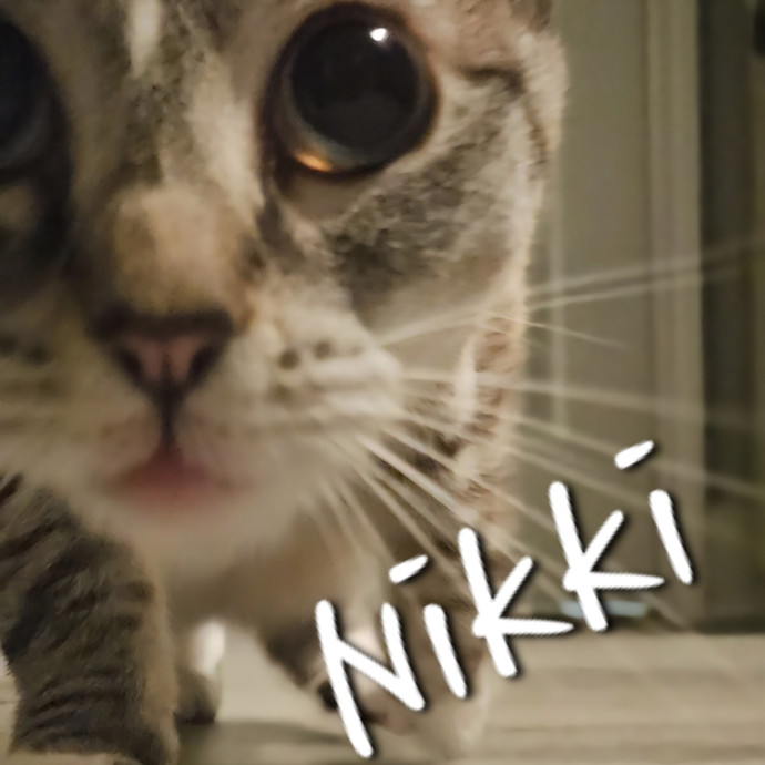 Blue Ribbon Cat Sitter Of Queen City