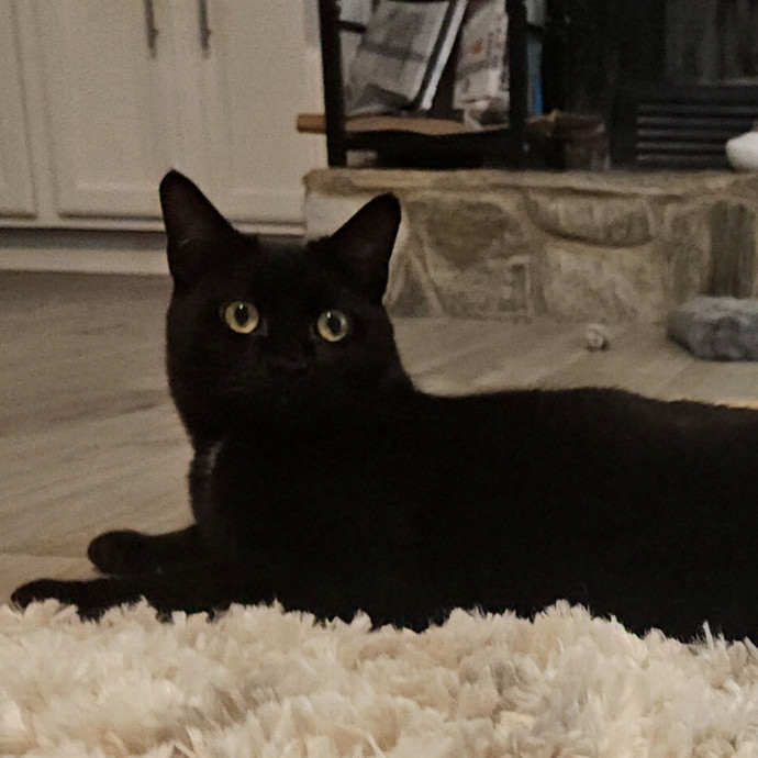 Blue Ribbon Cat Sitter Of Queen City