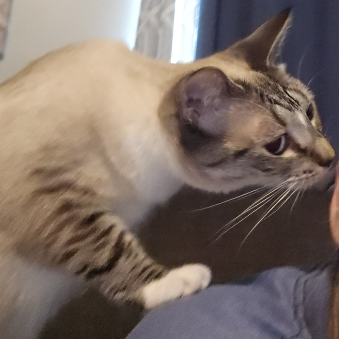 Blue Ribbon Cat Sitter Of Queen City