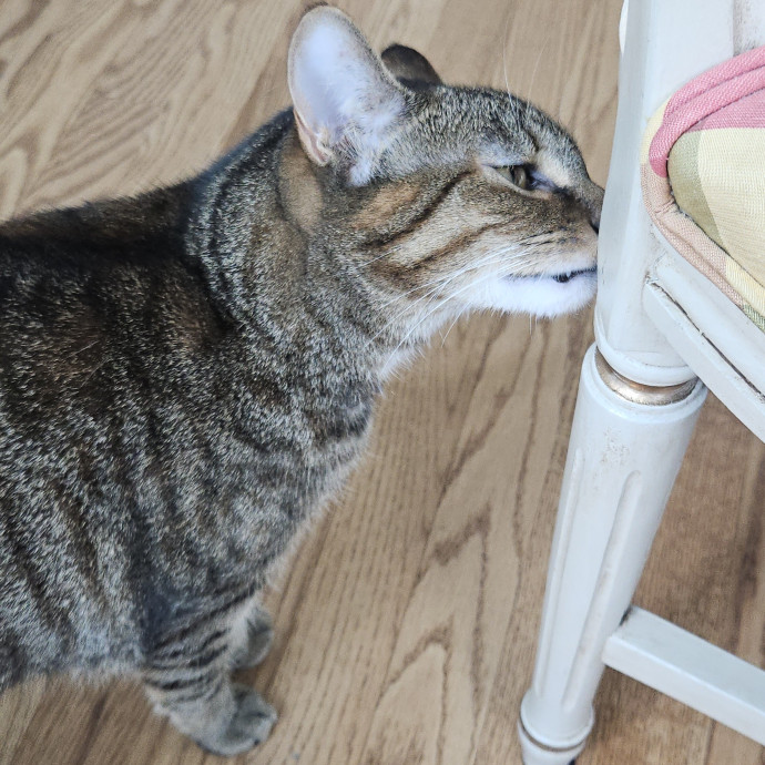 Blue Ribbon Cat Sitter Of Queen City