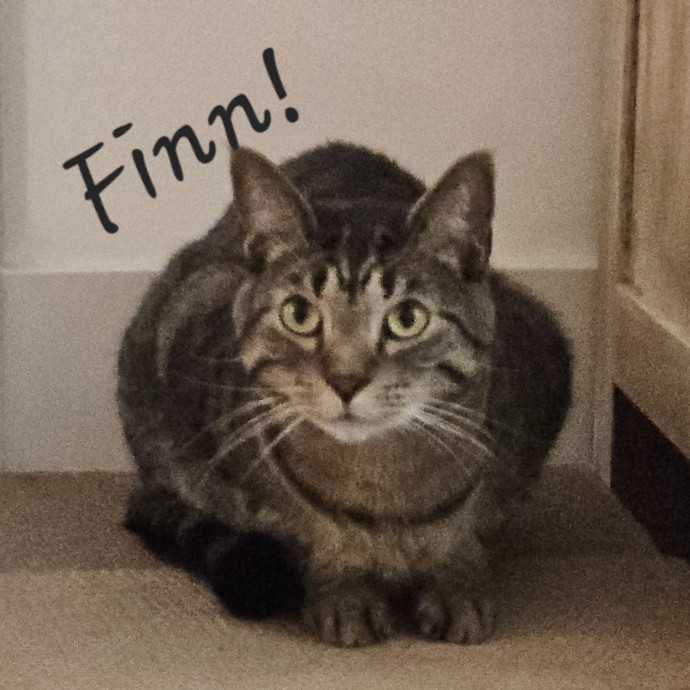 Blue Ribbon Cat Sitter Of Queen City