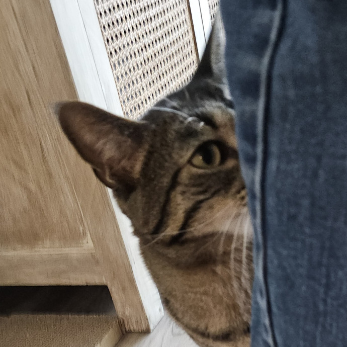 Blue Ribbon Cat Sitter Of Queen City
