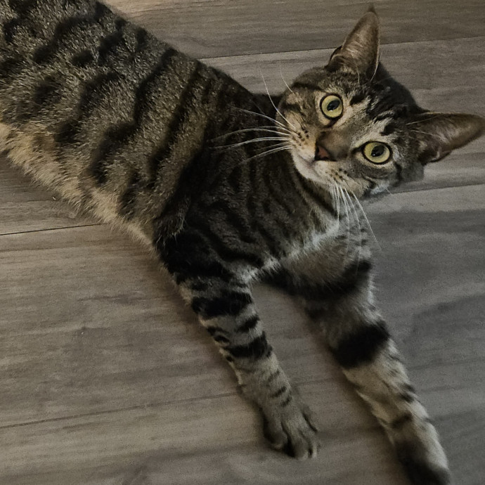 Blue Ribbon Cat Sitter Of Queen City