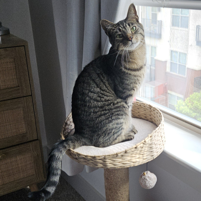 Blue Ribbon Cat Sitter Of Queen City