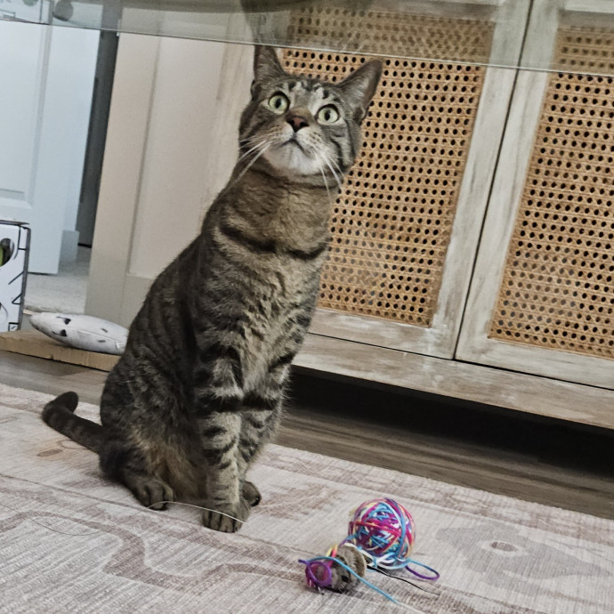 Blue Ribbon Cat Sitter Of Queen City