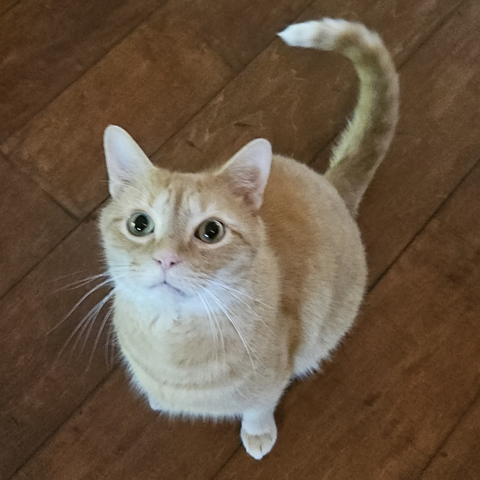 Blue Ribbon Cat Sitter Of Queen City