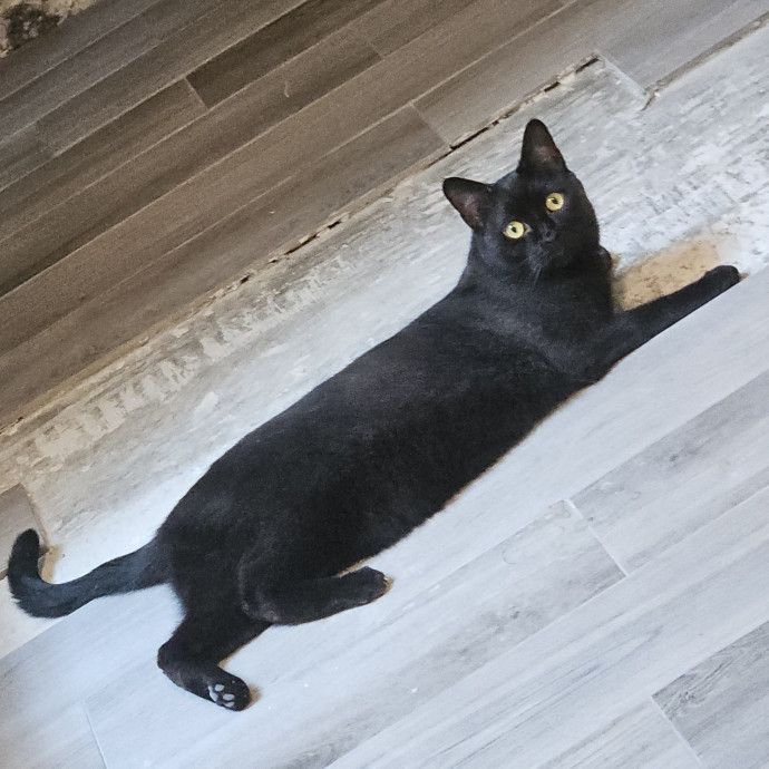 Blue Ribbon Cat Sitter Of Queen City