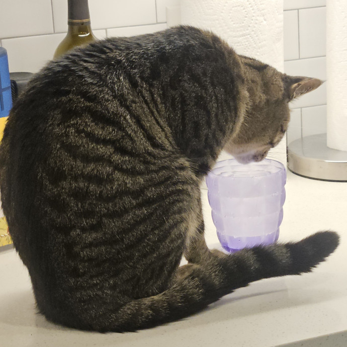 Blue Ribbon Cat Sitter Of Queen City