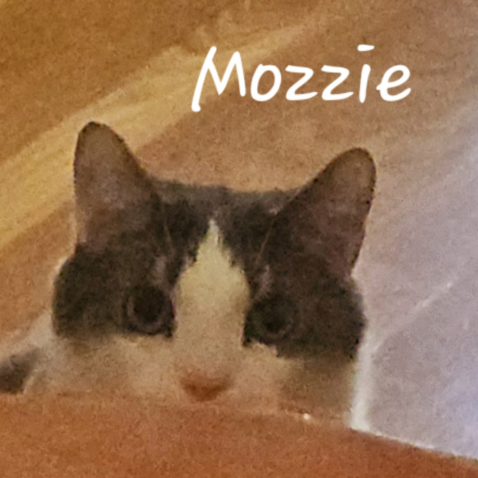 Blue Ribbon Cat Sitter Of Queen City