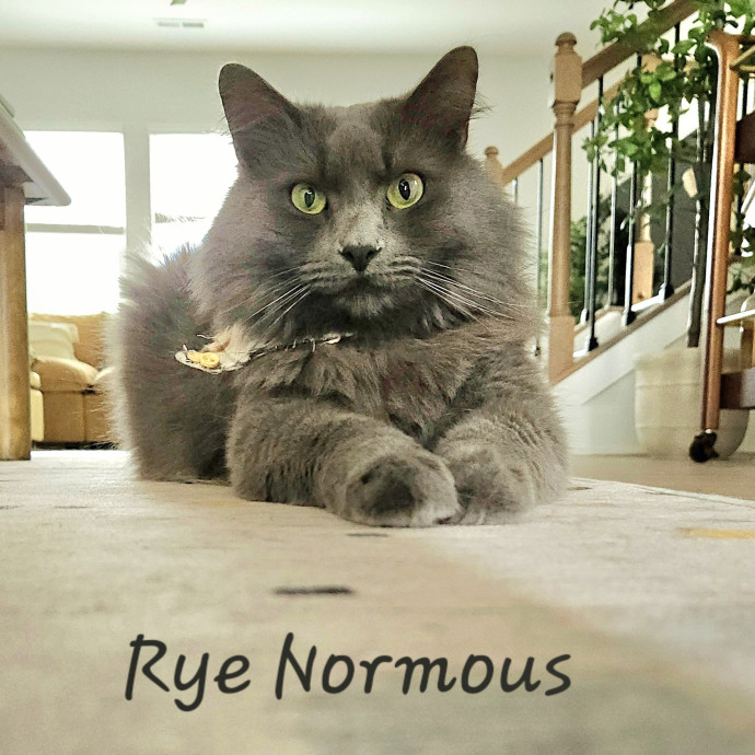 Blue Ribbon Cat Sitter Of Queen City