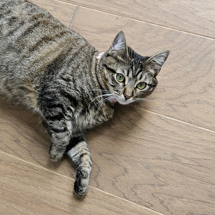 Blue Ribbon Cat Sitter Of Queen City