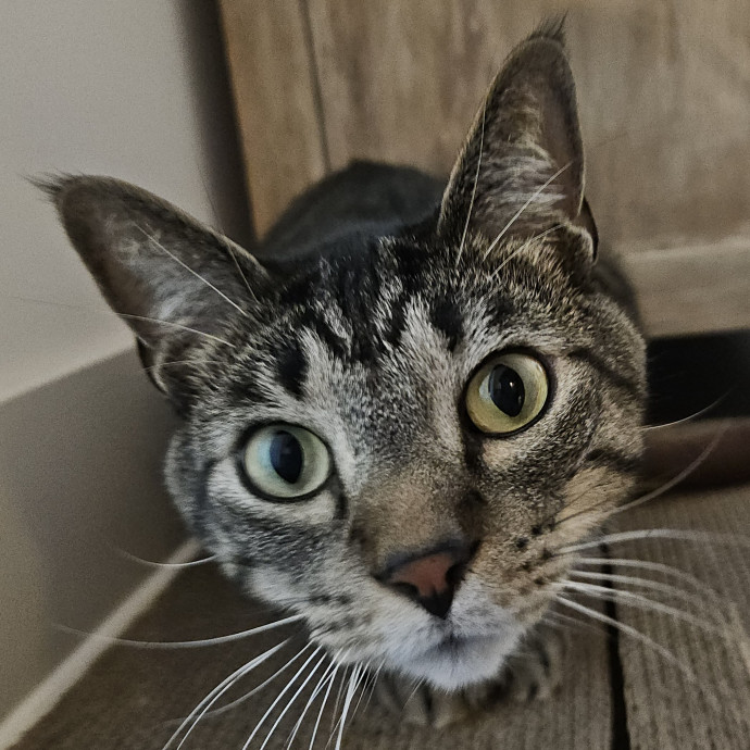 Blue Ribbon Cat Sitter Of Queen City