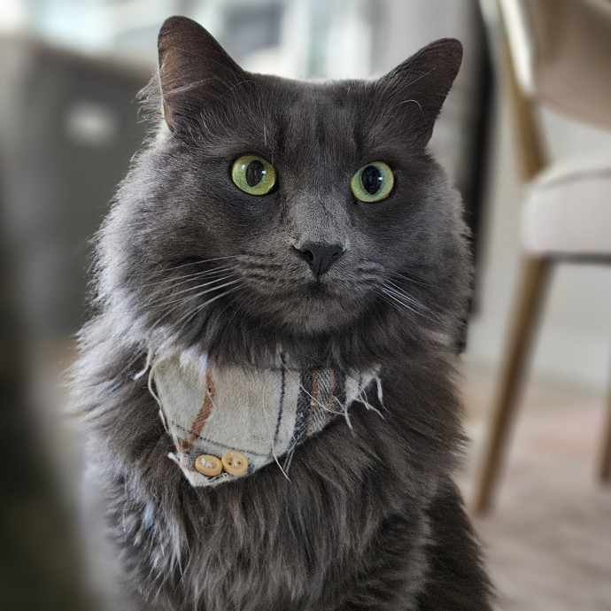 Blue Ribbon Cat Sitter Of Queen City